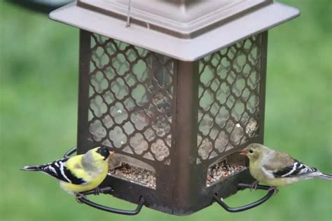 All About Finches In California Id And Song Guide