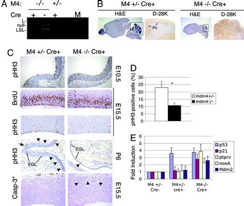 Mdm4 And Mdm2 Cooperate To Inhibit P53 Activity In Proliferating And