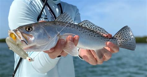 How To Catch Speckled Trout In Any State