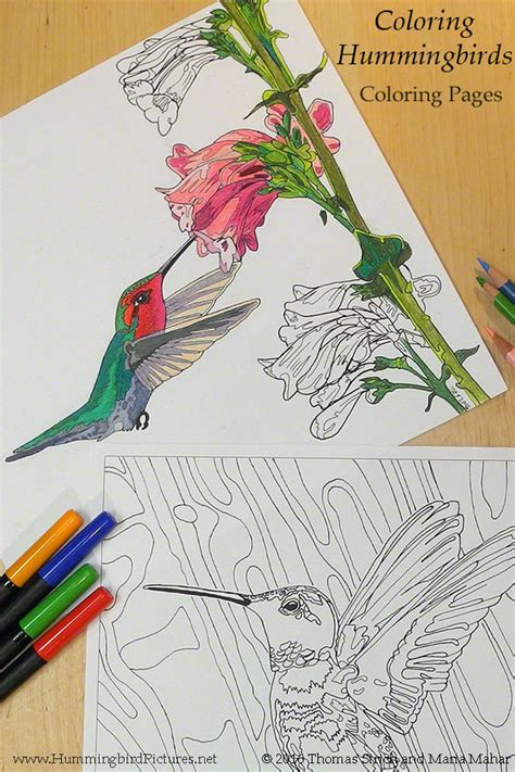 Hummingbird Coloring Pages - Hummingbird Pictures