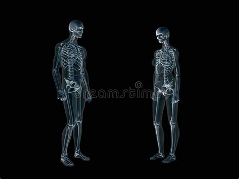 Xray X Ray Of The Human Body Man And Woman Stock Illustration Anatomy Images Human Body Human