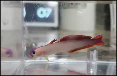 Purple Firefish Goby Breeding Guide: Mastering the Mating of Purple ...