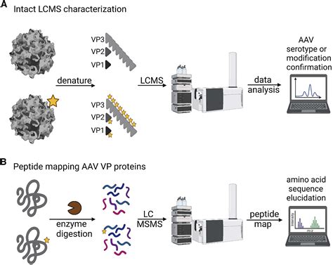 Fast And High Throughput Lc Ms Characterization And Peptide Mapping Of