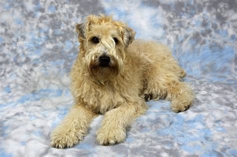 A Guide to the Wheaten Terrier - Facty