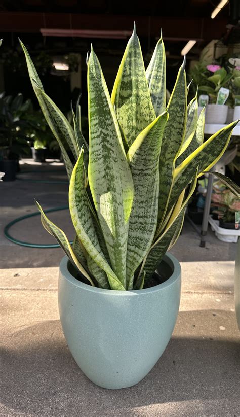 Snake Plant Superba Sansevieria Trifasciata The Ruby Plants