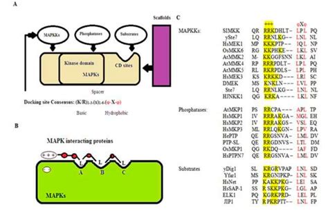 Scielo Brasil In Silico Study Of Protein Protein Interactions In