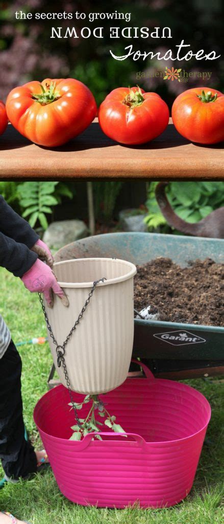 How To Plant An Upside Down Tomato Planter