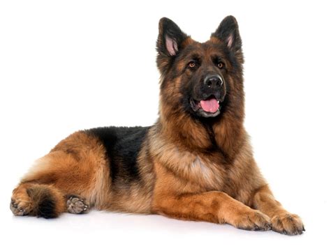 German Shepherd Adult Telegraph