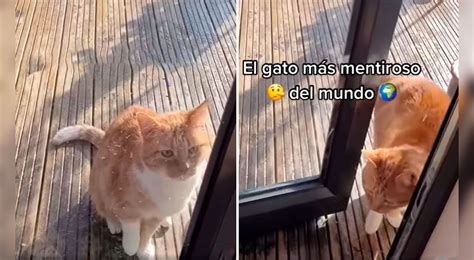 Facebook Viral Gato Finge Estar Herido Para Que Lo Dejen Entrar A Su