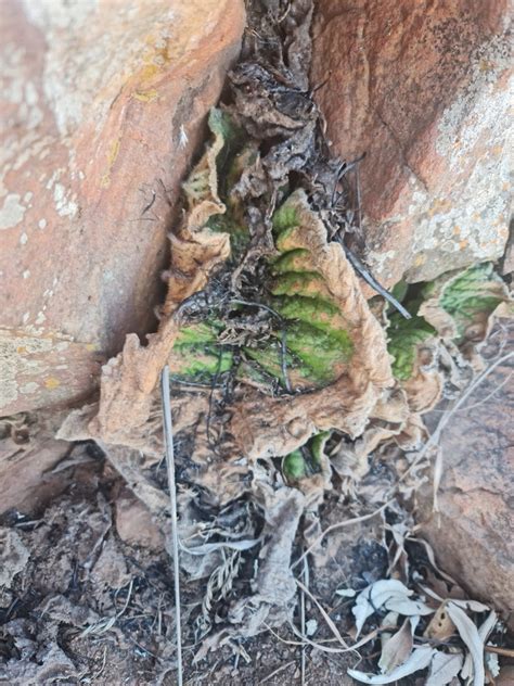 Streptocarpus Vandeleurii From Carletonville South Africa On