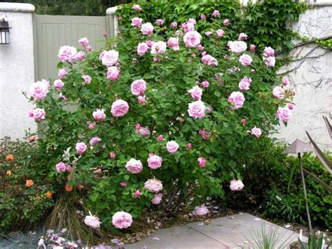 So How Good Is Belinda S Dream Roses Forum Gardenweb Shrub Roses