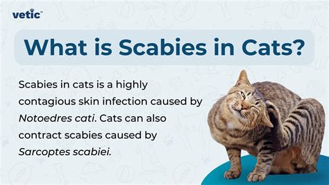 Scabies In Cats Excessive Scratching Crusty Skin Hair Loss