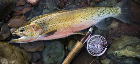 Mastering The Hunt For Cutthroat Trout Expert Tips And Techniques