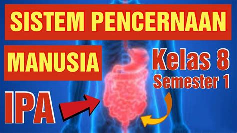 Soal Biologi Kelas Semester Sistem Pencernaan Pada Manusia Beinyu