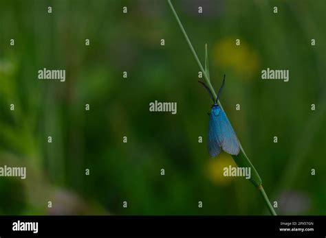 Small Blue Moth In Nature On A Plant Close Up Blue Insect With Blue