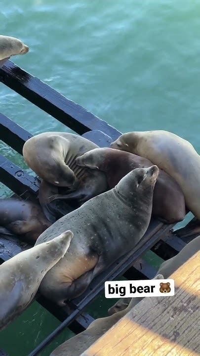 Santa Cruz Wharf Sealions 🦭 Adorable Cuteseal Cute Seals Youtube