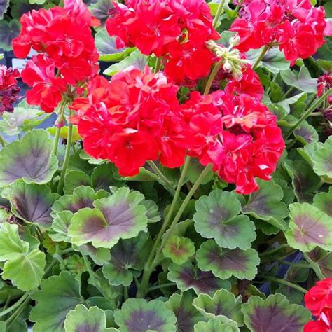 Brocade Fire Geranium Fancy Leaf Geranium Brocade Fire 4 Inch Etsy