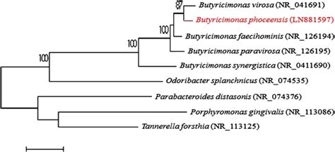 Butyricimonas Phoceensis Sp Nov A New Anaerobic Species Isolated