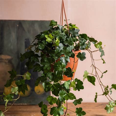 Buy English Ivy Hedera Helix Wonder £2159 Delivery By Crocus