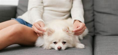 Cómo relajar a tu mascota en menos de 1 minuto Koi CBD