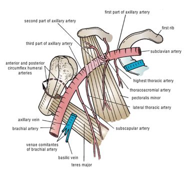 Thoracoacromial Artery