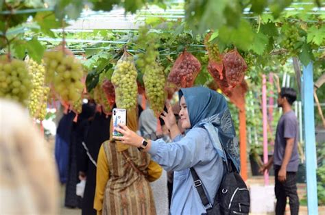 Penanaman Anggur Di Lahan Terbatas Kota Tangerang Selatan Jakartabisnisid