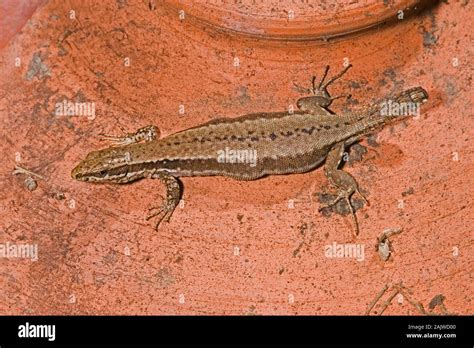 Wall Lizard Tail Hi Res Stock Photography And Images Alamy