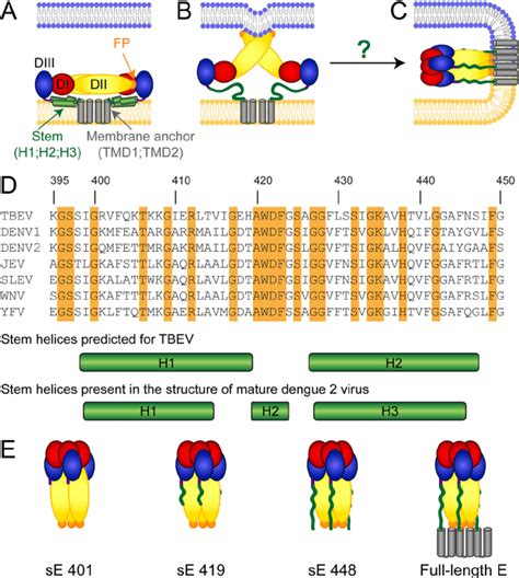 Schematic Representations Of The Flavivirus E Protein Color Code For