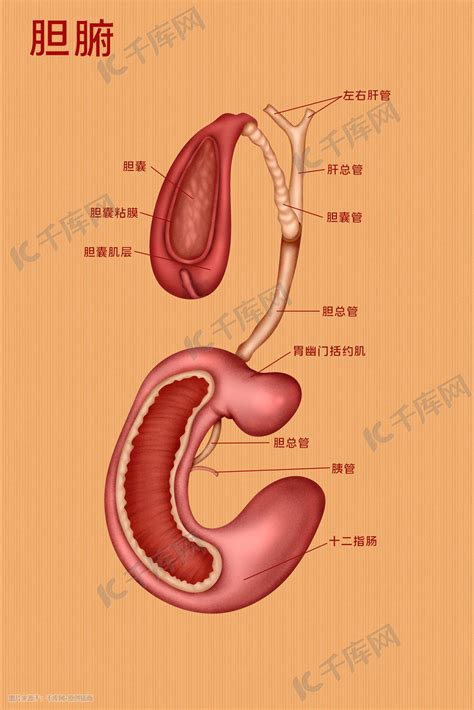 医疗人体组织器官胆腑实例图卡通科普插画图片 千库网