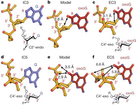 Oxog Dependent Local Dna Structure Alterations At The Site Of The