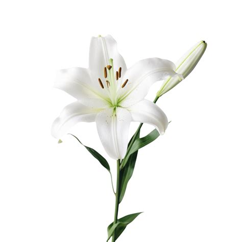 Flor De Lirio Blanco Png Dibujos Blanco Lirio Flor Png Imagen Para