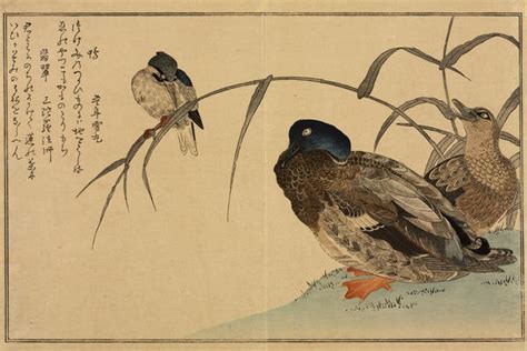 Japanese Bird And Flower Prints Risd Museum