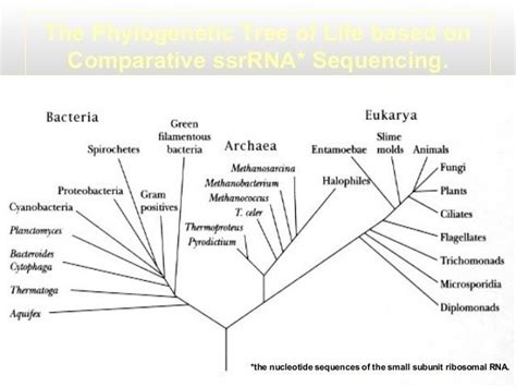 Bacterial taxonomy - Alchetron, The Free Social Encyclopedia