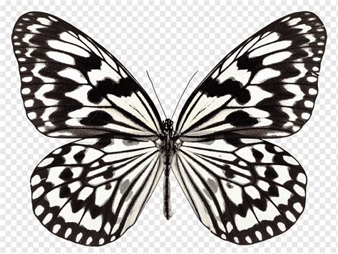 Butterfly Fly Png Pngwing