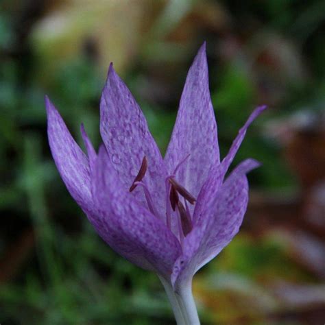 Colchicum Agrippinum Buy Plants At Coolplants