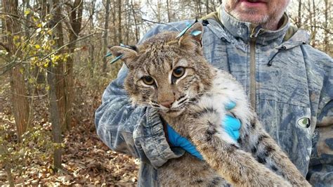 New Illinois law results in Bobcat Hunting and Trapping Season changes