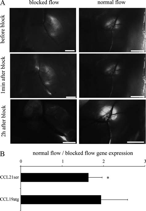 Fluid Flow Through The Ln Regulates Ccl21 Expression In Vivo A Lymph Download Scientific