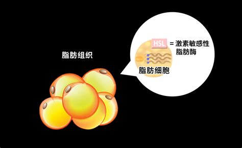 内脏脂肪高，怎么样可以降低内脏脂肪（解决肚子大的办法）？ 知乎