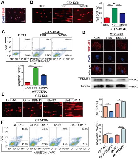 TRDMT1 Is Involved In The Regulation Of GCs DNA Damage And Apoptosis