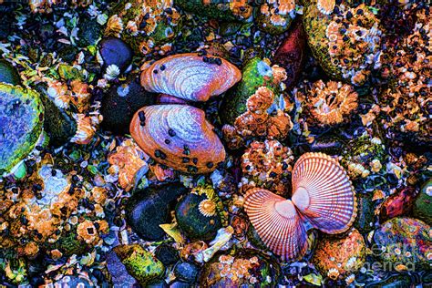 Sea Shells Sea Life Photograph By Rj Aguilar