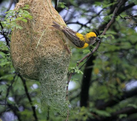 Baya Weaver Amazing Indian Weaver Bird Known For Artistic Nests Most Unbelievable And Amazing