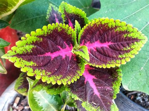 Las hojas rojas con una textura única son adecuadas para plantas