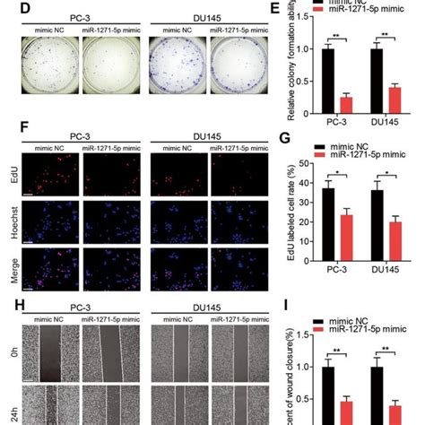 MiR 1271 5p Functions As A Tumor Suppressor In Vitro A QRT PCR