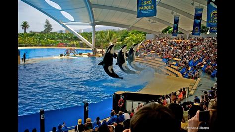 Поездка в Лоро Парк на Тенерифе (Loro Parque) - YouTube