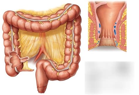 Large Intestine Rectum Anus Diagram Quizlet