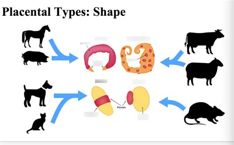 placental types diagram diagram quizlet