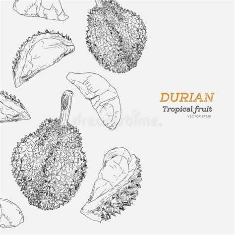 Durian Sketch For Your Design Stock Vector Illustration Of Food