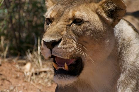 Brown Lion Cub Under Blue and White Sky · Free Stock Photo