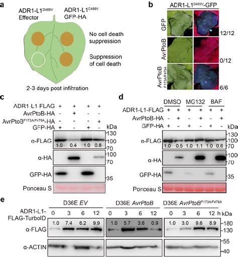 Avrptob Suppresses Adr1 L1 118 Triggered Hr And Induces The 119 Download Scientific Diagram