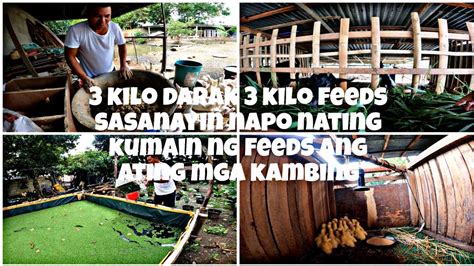 3 Kilo Darak 3 Kilo Feeds Sasanayin Napo Nating Kumain Ng Feeds Ang